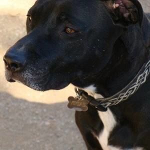 Meet your Posher, Patrick